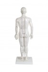 Modello anatomico del corpo umano maschile 50 cm: 361 punti di agopuntura e 80 punti curiosi